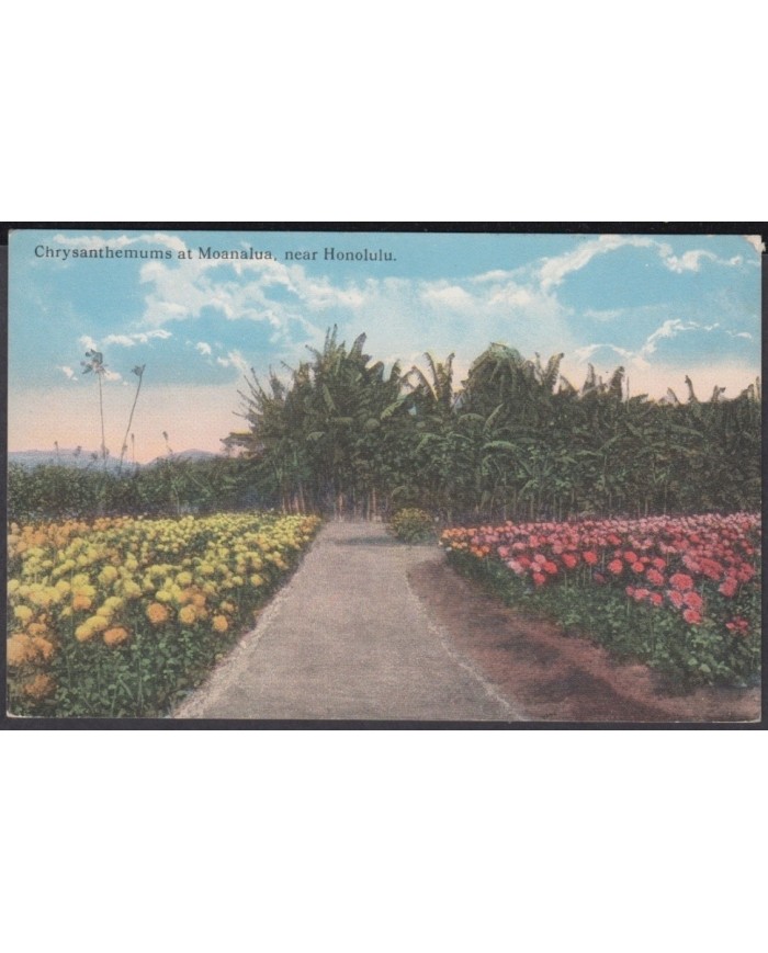 F-EX8779 US HAWAII POSTCARD CHRYSANTHEMUS AT MOANALUA HONOLULU.