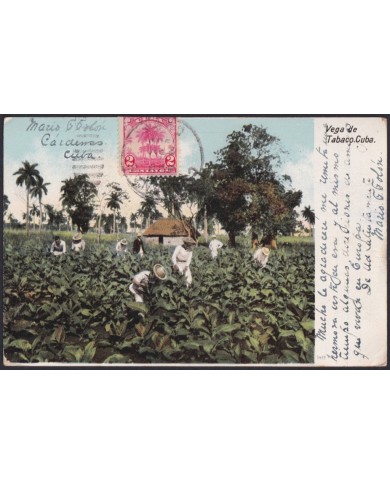 TMA-770 CUBA 1909 2c TCV MAXIM CARD PALM CARDENAS TO FRANCE. TOBACCO PLANTATION.