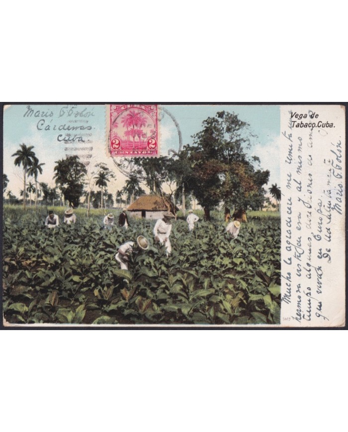 TMA-770 CUBA 1909 2c TCV MAXIM CARD PALM CARDENAS TO FRANCE. TOBACCO PLANTATION.