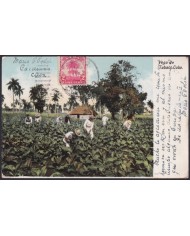 TMA-770 CUBA 1909 2c TCV MAXIM CARD PALM CARDENAS TO FRANCE. TOBACCO PLANTATION.