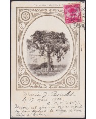 TMA-769 CUBA 1906 2c TCV MAXIM CARD PALM SANTIAGO DE CUBA TO FRANCE. PEACE TREE.