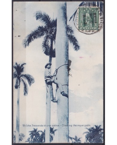 POS-1906 CUBA POSTCARD 1909 DESMOCHADOR DE PALMAS CLIMBING OTHE ROYAL PALM TO FRANCE.