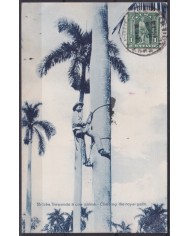 POS-1906 CUBA POSTCARD 1909 DESMOCHADOR DE PALMAS CLIMBING OTHE ROYAL PALM TO FRANCE.