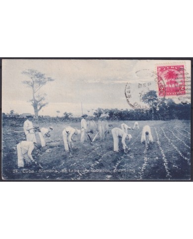 POS-1908 CUBA POSTCARD 1909 LANDSCAPE TOBACCO PLANTING SEMBRANDO TABACO TO FRANCE.