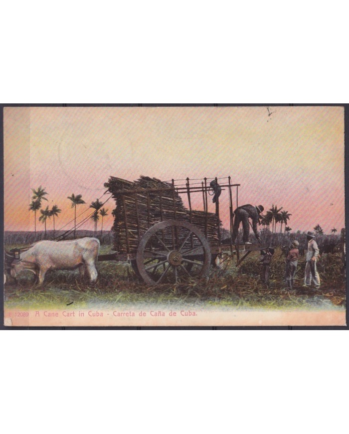 POS-1911 CUBA POSTCARD 1909 COUNTRY LANDSCAPE CANE IN CART CARRETA DE CAÑAS.