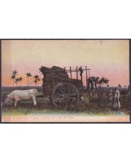 POS-1911 CUBA POSTCARD 1909 COUNTRY LANDSCAPE CANE IN CART CARRETA DE CAÑAS.